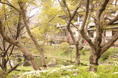 桜の頃