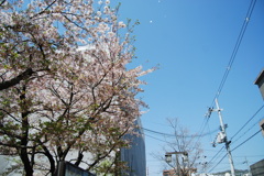 When the cherry is falling..