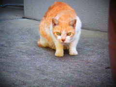 ぎろっ。