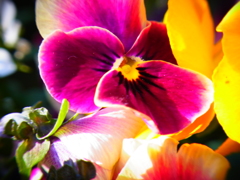 RIMG0396