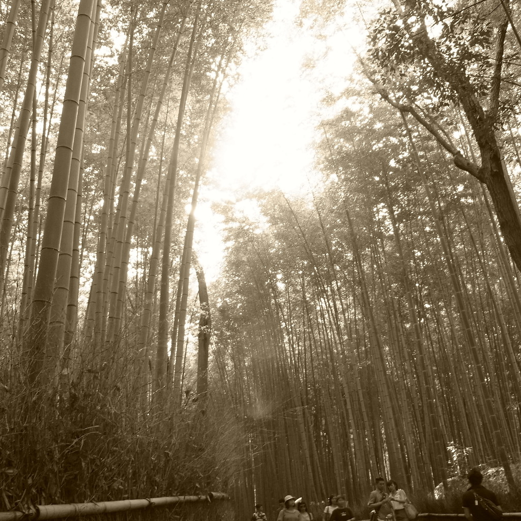 モノクロな竹さん。