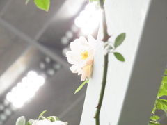 ここにもおります。