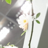 ここにもおります。