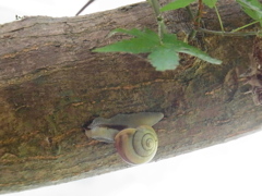 こんにちわかたつむりさん。