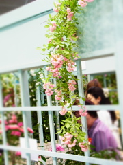バラのお出迎え。