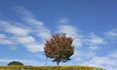 この木、なんの木、気になる木。