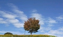 この木、なんの木、気になる木。