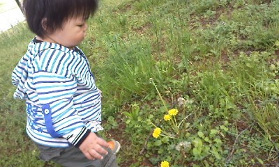 たんぽぽみーっけ。
