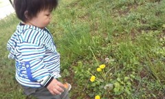 たんぽぽみーっけ。