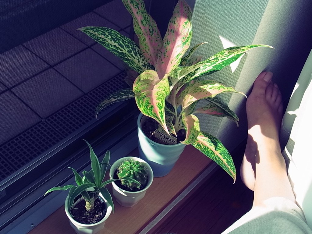 みんなでひなたぼっこ。