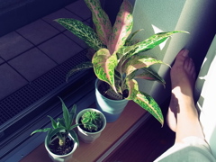 みんなでひなたぼっこ。