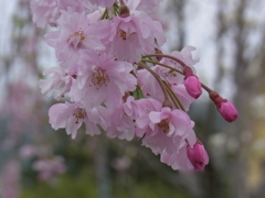こんにちわ春。