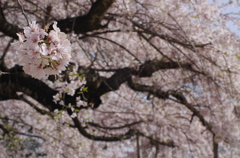 地蔵様の桜