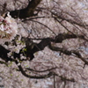 地蔵様の桜