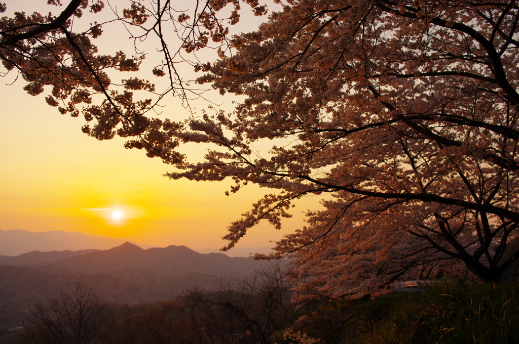 黄金桜