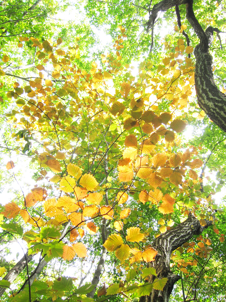 螺旋紅葉