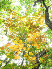 螺旋紅葉