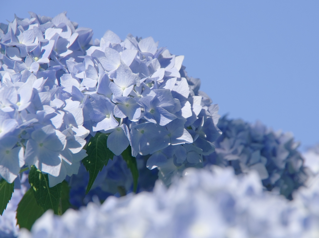 青と蒼