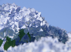青と蒼