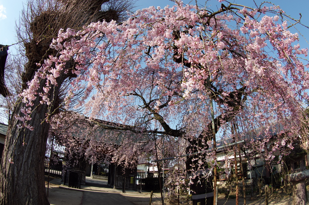 花笠