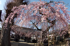 花笠