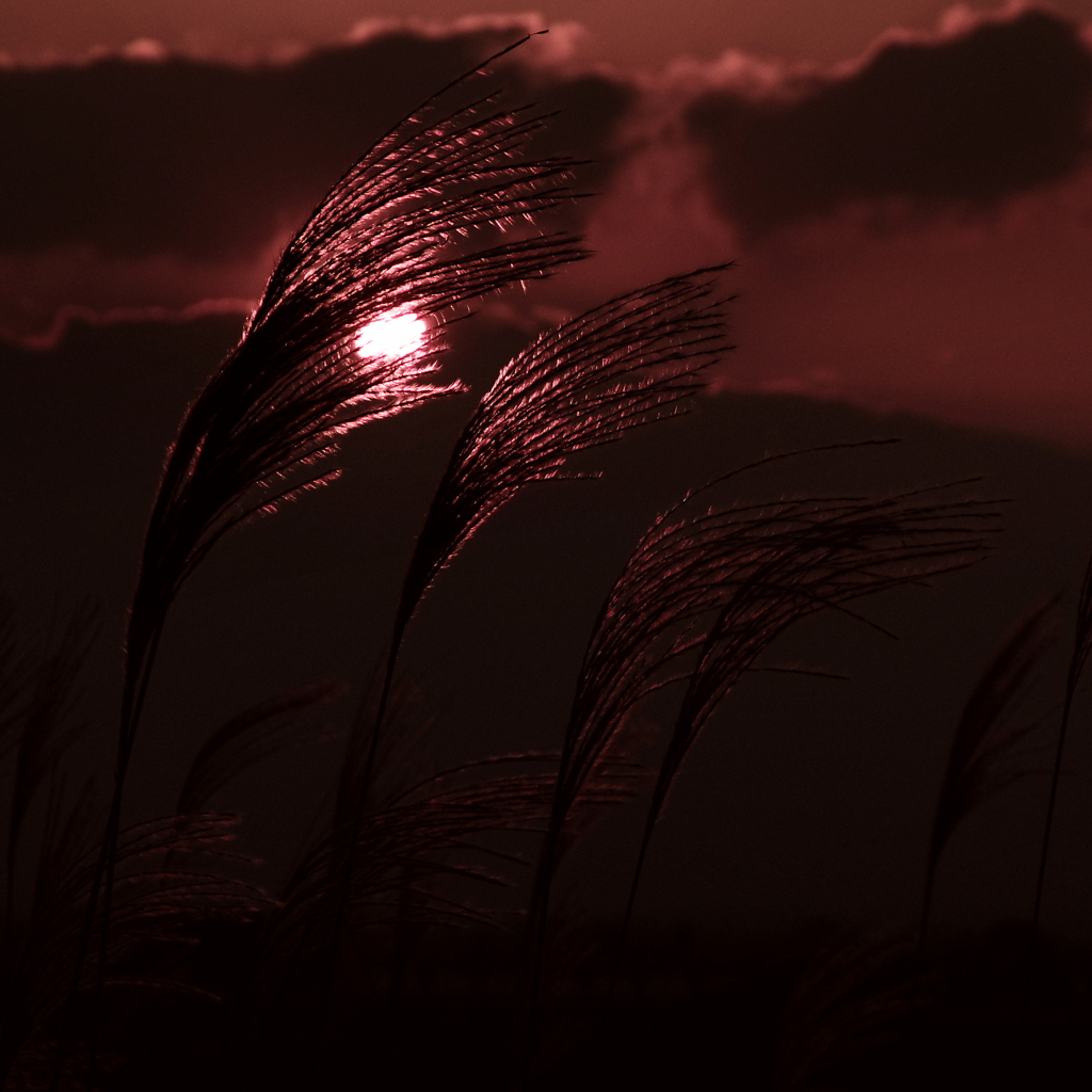 秋と夕暮れ