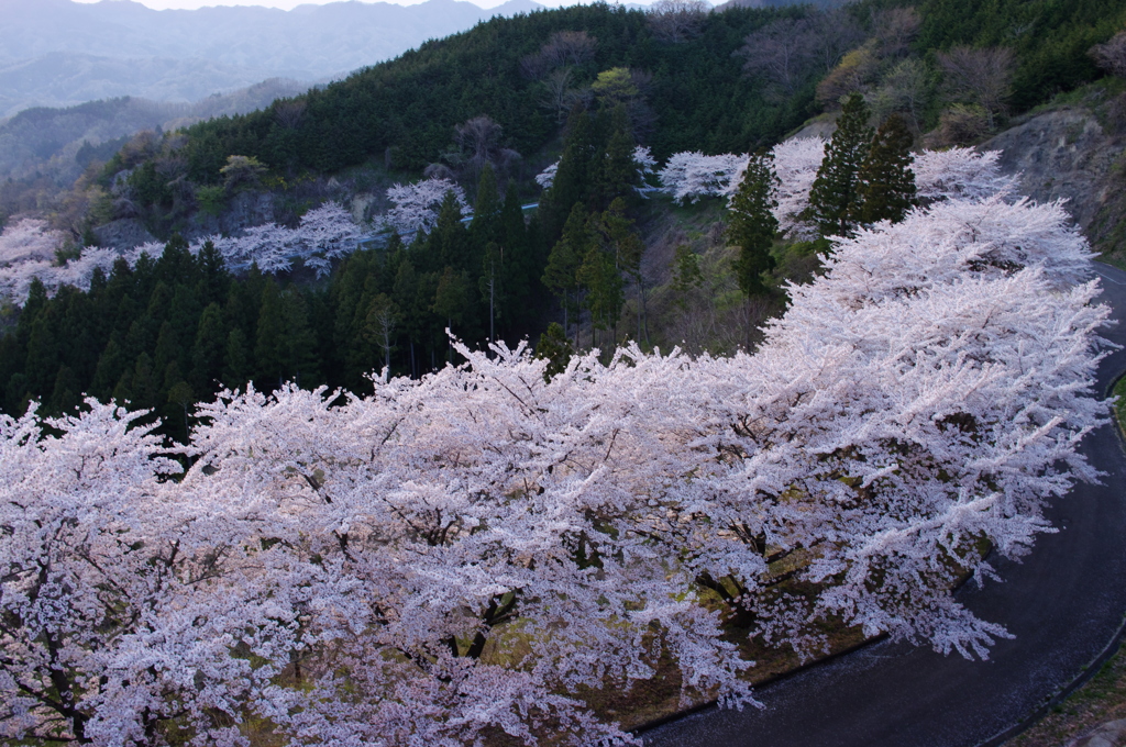 帯桜