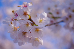 館山城・桜景