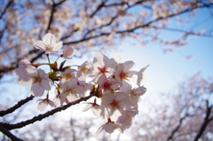 館山城・桜景2