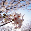 館山城・桜景2