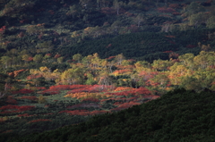 秘密の花園