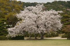 毛利氏庭園の桜
