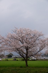 桜