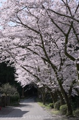 桜並木