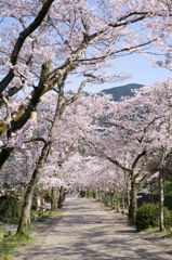桜並木