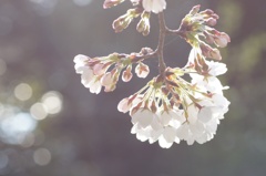 sakura