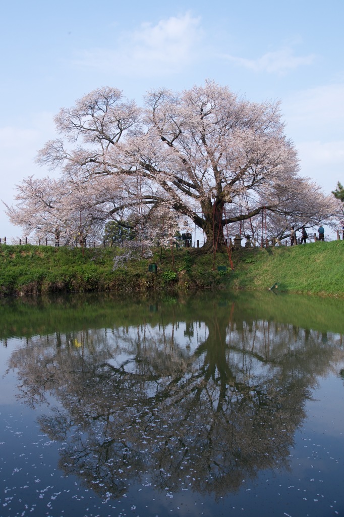 一本桜