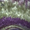 河内藤園