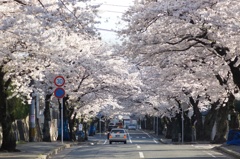 桜並木