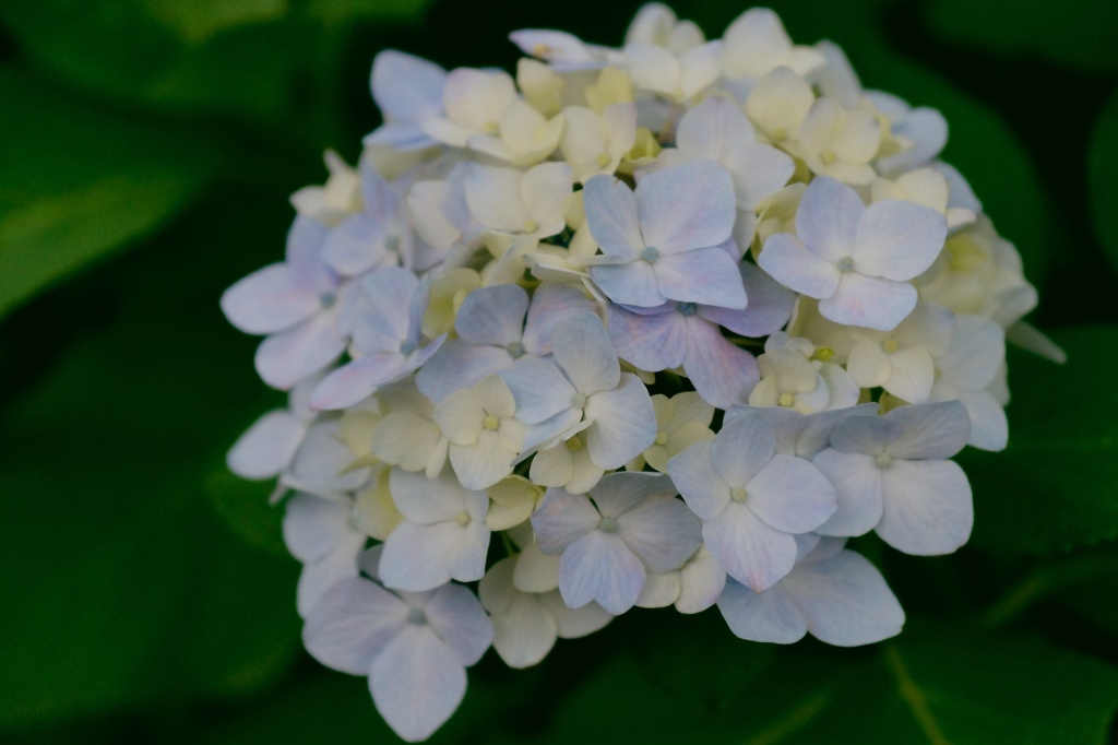 紫陽花