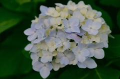 紫陽花