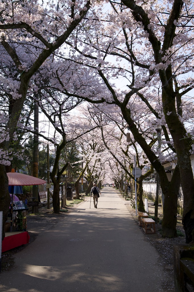 桜並木