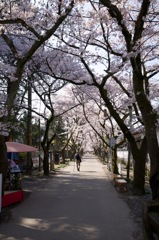 桜並木