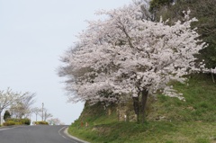 sakura