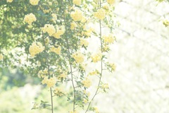 木香薔薇