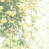 木香薔薇