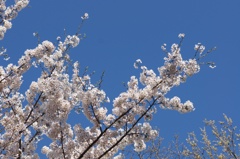 sakura