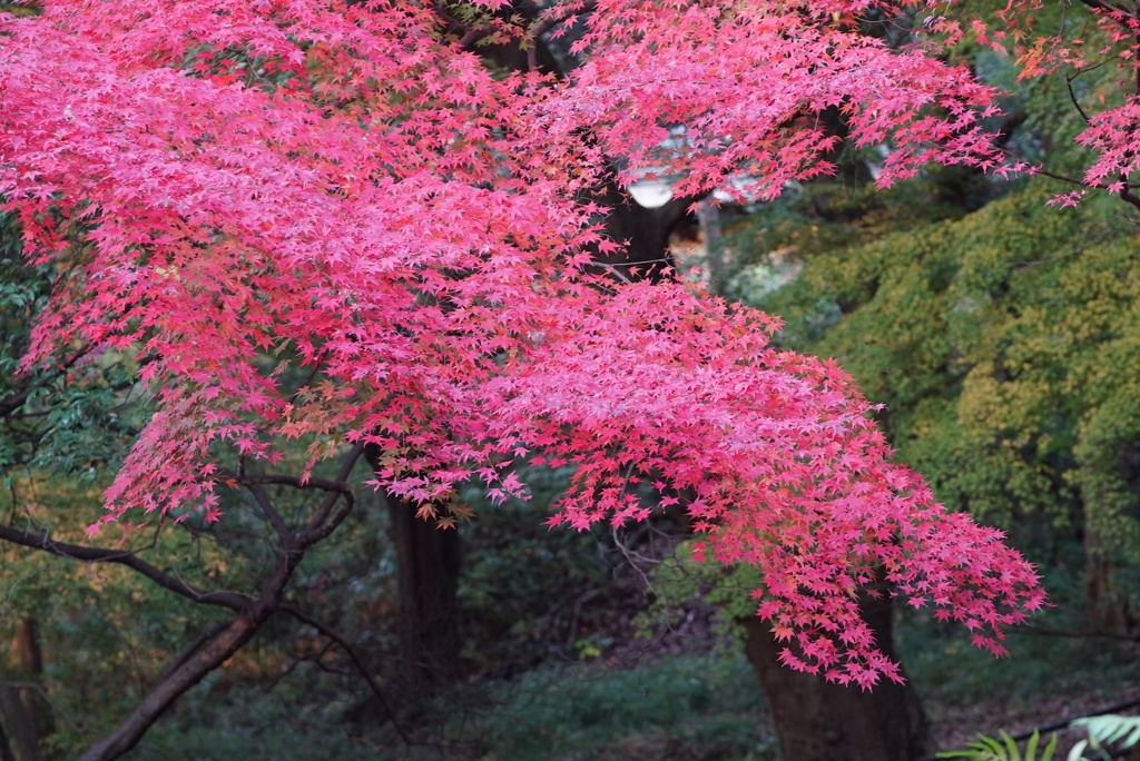 紅葉