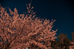 ある夜の公園の桜