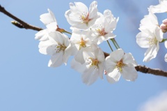 sakura